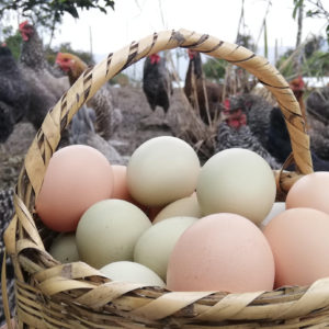 Huevos criollos